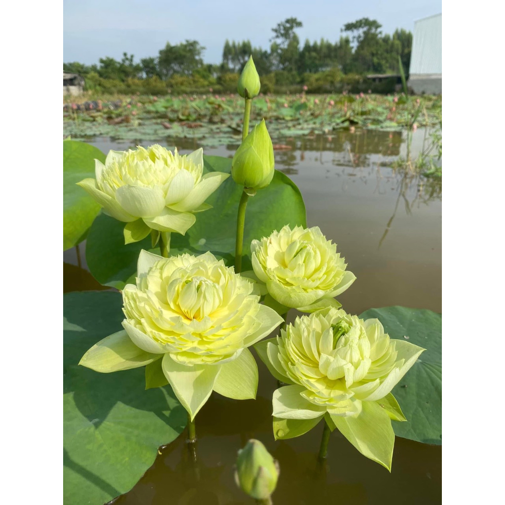 Hạt Giống - CâyGiống - Sen Táo Vàng_ Củ Sen giống