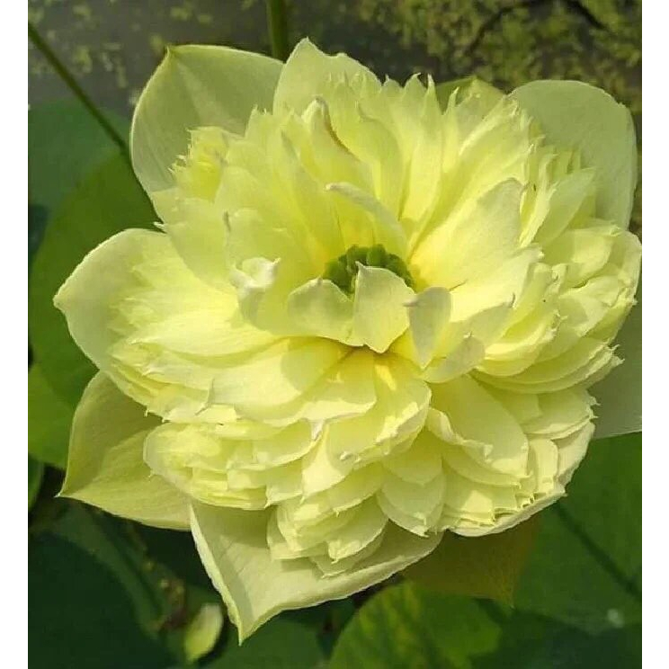 Hạt Giống - CâyGiống - Sen Táo Vàng_ Củ Sen giống