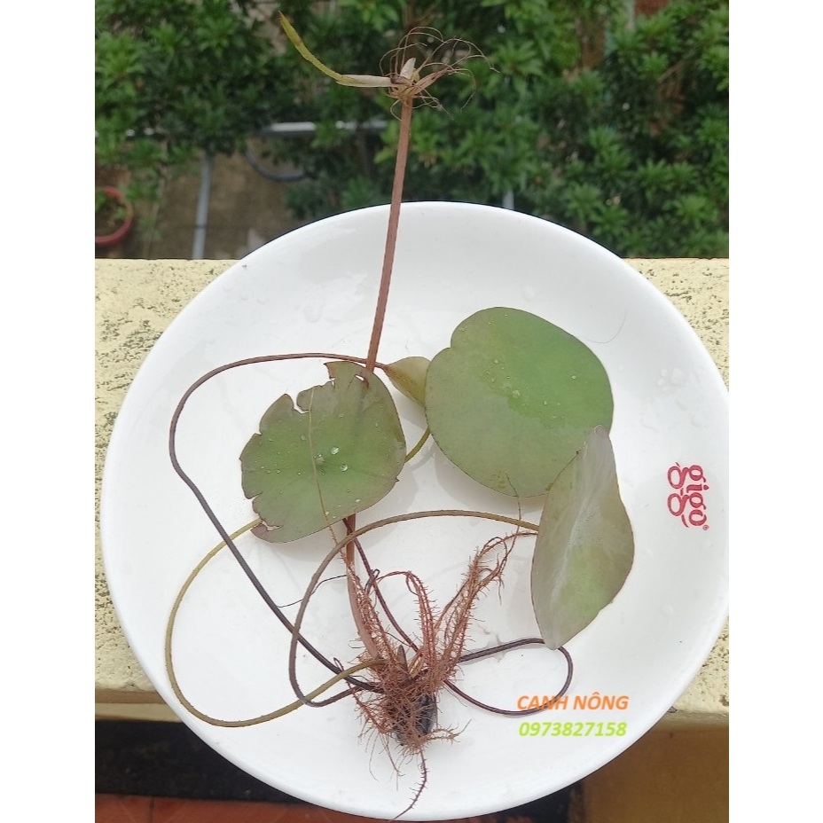 Hạt Giống - CâyGiống - Sen Táo Vàng_ Củ Sen giống