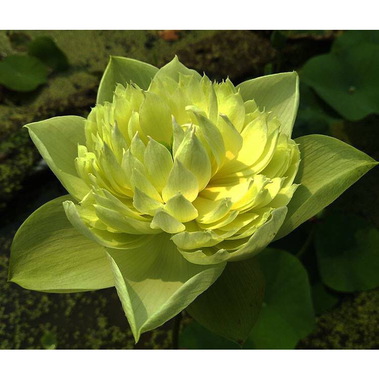Hạt Giống - CâyGiống - Sen Táo Vàng_ Củ Sen giống