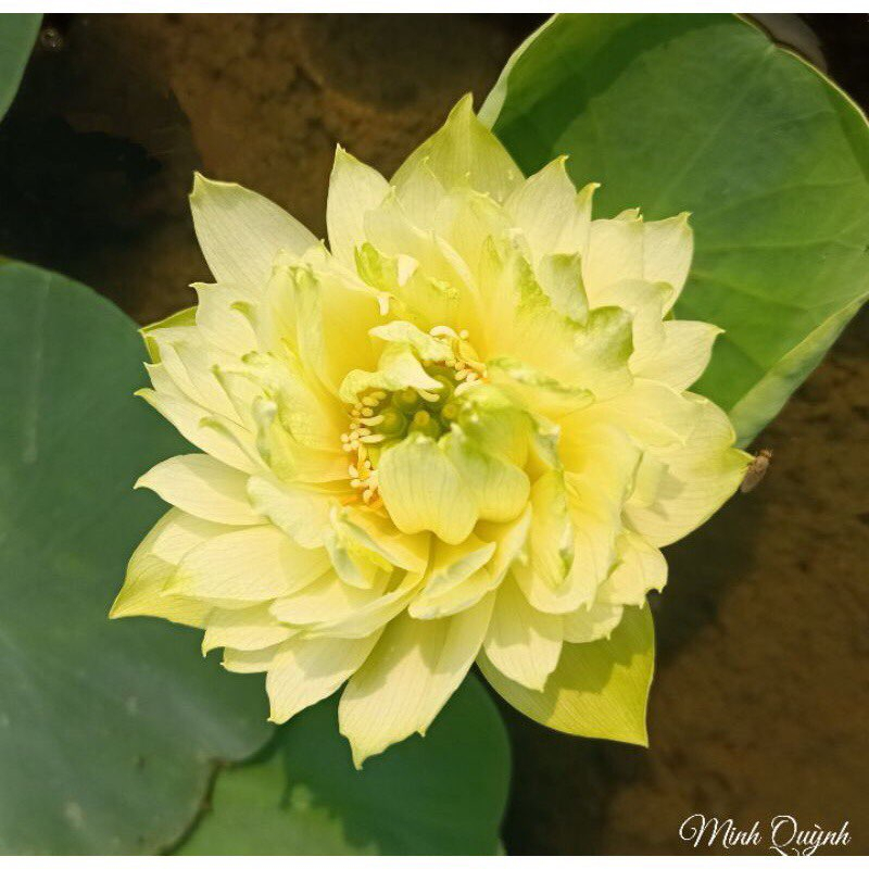 Hạt Giống - CâyGiống - Sen Táo Vàng_ Củ Sen giống