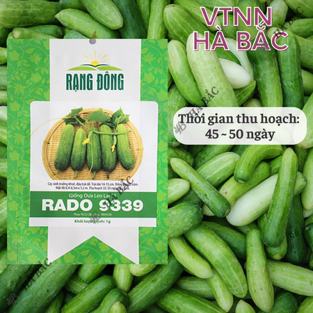 Hạt Giống Dưa Leo Lai F1 RADO 9339 (Gói 1g~35 Hạt) Rạng Đông, Trái Dài, Giòn Ngọt, Trái Sai, Trồng Quanh Năm