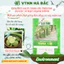 Hạt Giống Dưa Leo Lai F1 TARA RADO 135 (Gói 0,5g~15 Hạt) Rạng Đông, Trái Sai, Ngon,Trồng Quanh Năm