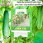 Hạt Giống Dưa Leo Lai F1 TARA RADO 135 (Gói 0,5g~15 Hạt) Rạng Đông, Trái Sai, Ngon,Trồng Quanh Năm