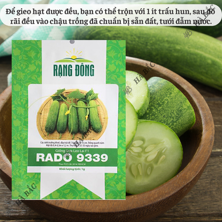 Hạt Giống Dưa Leo Lai F1 RADO 9339 (Gói 1g~35 Hạt) Rạng Đông, Trái Dài, Giòn Ngọt, Trái Sai, Trồng Quanh Năm