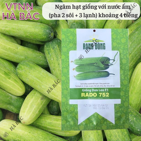 Hạt Giống Dưa Leo RADO 752 (Gói 2g~40 Hạt) Rạng Đông, Trái Dài, Sai Quả, Trồng Quanh Năm