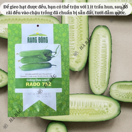 Hạt Giống Dưa Leo RADO 752 (Gói 2g~40 Hạt) Rạng Đông, Trái Dài, Sai Quả, Trồng Quanh Năm