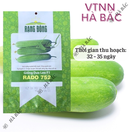 Hạt Giống Dưa Leo RADO 752 (Gói 2g~40 Hạt) Rạng Đông, Trái Dài, Sai Quả, Trồng Quanh Năm