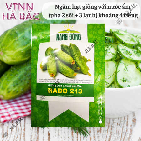 Hạt Giống Dưa Chuột Gai Mini RADO 213 (Gói 1g~60 Hạt) Rạng Đông Chùm Siêu Trái, Chịu Nhiệt Tốt, Trồng Quanh Năm