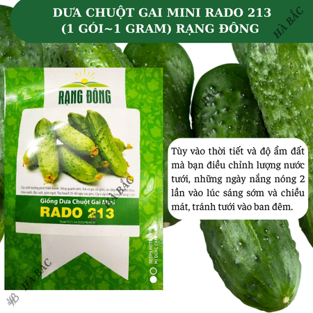 Hạt Giống Dưa Chuột Gai Mini RADO 213 (Gói 1g~60 Hạt) Rạng Đông Chùm Siêu Trái, Chịu Nhiệt Tốt, Trồng Quanh Năm