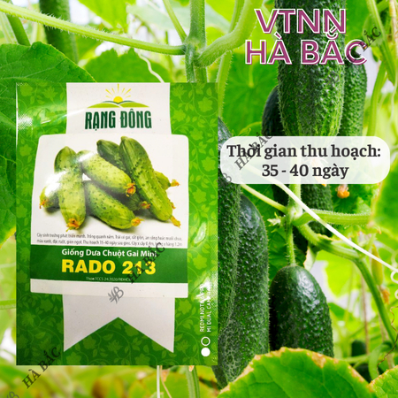 Hạt Giống Dưa Chuột Gai Mini RADO 213 (Gói 1g~60 Hạt) Rạng Đông Chùm Siêu Trái, Chịu Nhiệt Tốt, Trồng Quanh Năm
