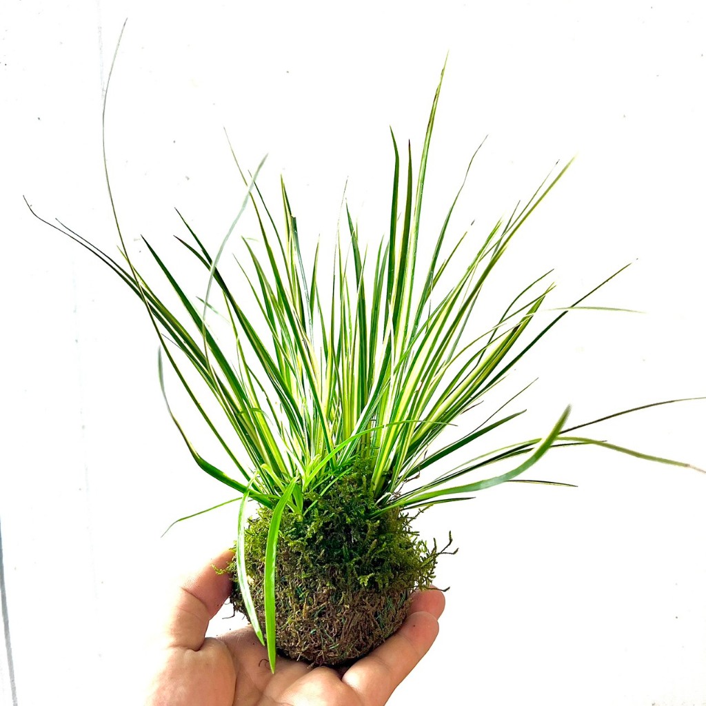 Cây cỏ thơm thạch xương bồ (kim phụng hoàng ) kokedama cầu rêu - ảnh ...