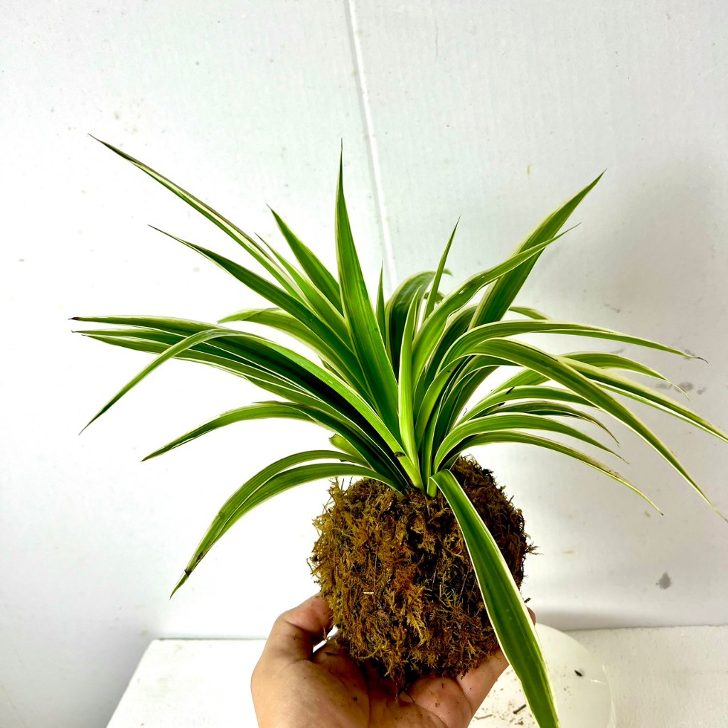 Cây cỏ lan chi Kokedama cầu rêu (ảnh thật). | Shopee Việt Nam