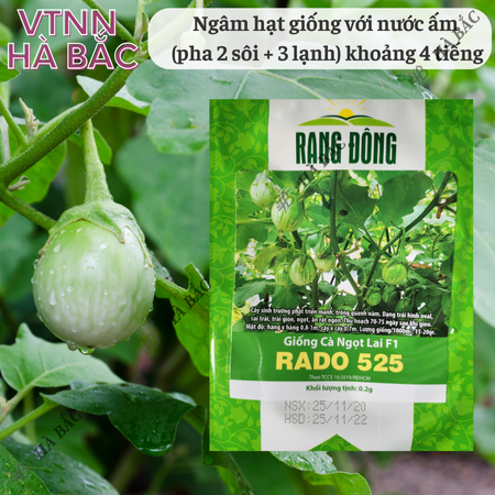 Hạt Giống Cà Ngọt Lai F1 RADO 525 (Gói 0,5g~100 Hạt) Rạng Đông, Trái Sai, Dễ Trồng, Cây Kháng Bệnh Tốt, Quanh Năm