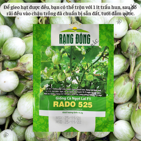 Hạt Giống Cà Ngọt Lai F1 RADO 525 (Gói 0,5g~100 Hạt) Rạng Đông, Trái Sai, Dễ Trồng, Cây Kháng Bệnh Tốt, Quanh Năm