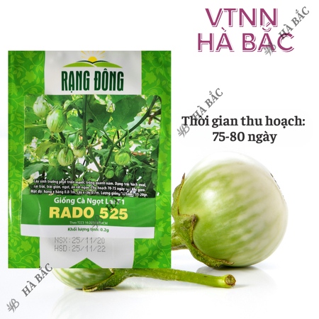 Hạt Giống Cà Ngọt Lai F1 RADO 525 (Gói 0,5g~100 Hạt) Rạng Đông, Trái Sai, Dễ Trồng, Cây Kháng Bệnh Tốt, Quanh Năm