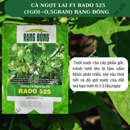 Hạt Giống Cà Ngọt Lai F1 RADO 525 (Gói 0,5g~100 Hạt) Rạng Đông, Trái Sai, Dễ Trồng, Cây Kháng Bệnh Tốt, Quanh Năm