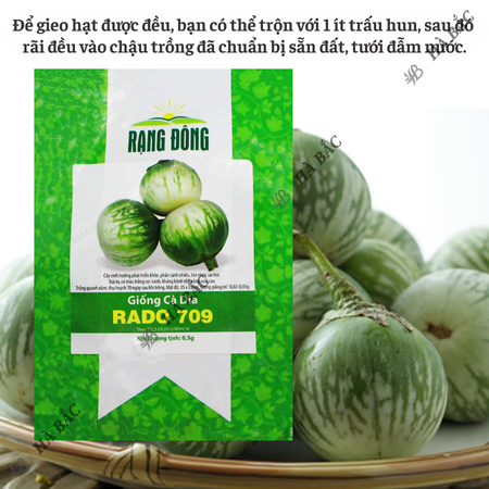 Hạt Giống Cà Dĩa RADO 709 (Gói 0,5g~100 Hạt) Rạng Đông, Chịu Nhiệt Tốt, Ít Sâu Bệnh, Trồng Quanh Năm