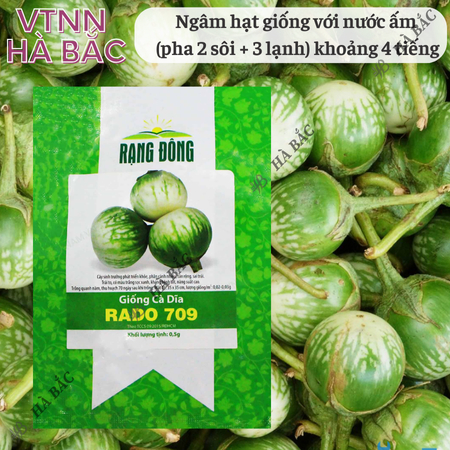 Hạt Giống Cà Dĩa RADO 709 (Gói 0,5g~100 Hạt) Rạng Đông, Chịu Nhiệt Tốt, Ít Sâu Bệnh, Trồng Quanh Năm