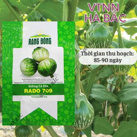 Hạt Giống Cà Dĩa RADO 709 (Gói 0,5g~100 Hạt) Rạng Đông, Chịu Nhiệt Tốt, Ít Sâu Bệnh, Trồng Quanh Năm