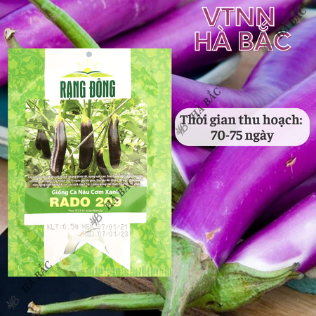 Hạt Giống Cà Nâu Cơm Xanh RADO 209 (Gói 0,5g~100 Hạt) Rạng Đông, Trái Sai, Trồng Quanh Năm