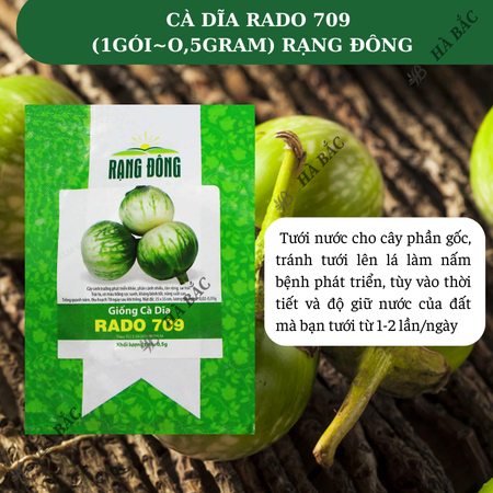 Hạt Giống Cà Dĩa RADO 709 (Gói 0,5g~100 Hạt) Rạng Đông, Chịu Nhiệt Tốt, Ít Sâu Bệnh, Trồng Quanh Năm