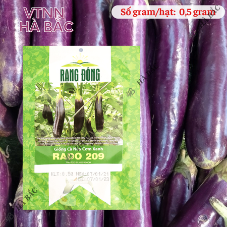 Hạt Giống Cà Nâu Cơm Xanh RADO 209 (Gói 0,5g~100 Hạt) Rạng Đông, Trái Sai, Trồng Quanh Năm