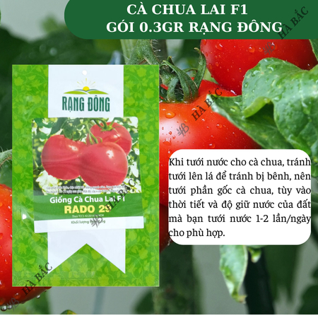 Hạt Giống Cà Chua Lai F1 RADO 29 (Gói 0,3g~70 Hạt) Rạng Đông, Cây Phát Triển Mạnh, Năng Suất Cao, Trồng Quanh Năm