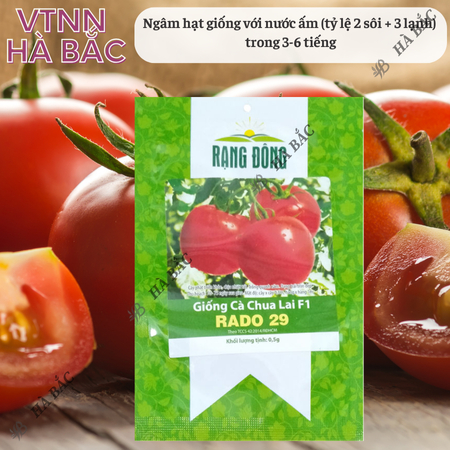 Hạt Giống Cà Chua Lai F1 RADO 29 (Gói 0,3g~70 Hạt) Rạng Đông, Cây Phát Triển Mạnh, Năng Suất Cao, Trồng Quanh Năm