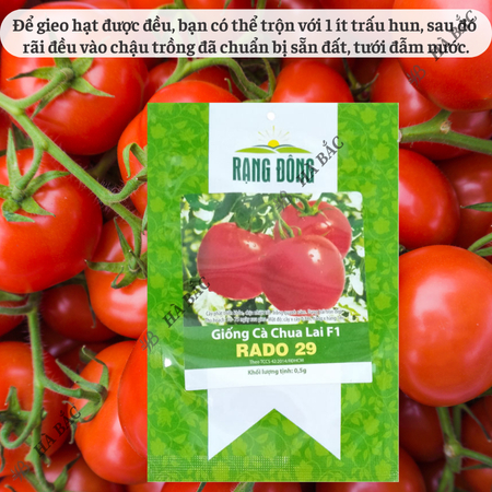 Hạt Giống Cà Chua Lai F1 RADO 29 (Gói 0,3g~70 Hạt) Rạng Đông, Cây Phát Triển Mạnh, Năng Suất Cao, Trồng Quanh Năm