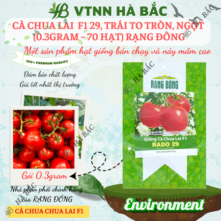 Hạt Giống Cà Chua Lai F1 RADO 29 (Gói 0,3g~70 Hạt) Rạng Đông, Cây Phát Triển Mạnh, Năng Suất Cao, Trồng Quanh Năm