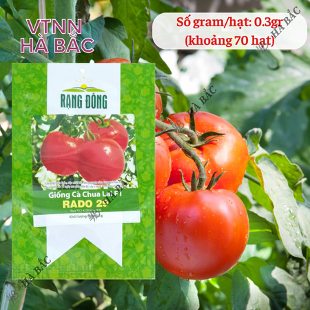 Hạt Giống Cà Chua Lai F1 RADO 29 (Gói 0,3g~70 Hạt) Rạng Đông, Cây Phát Triển Mạnh, Năng Suất Cao, Trồng Quanh Năm