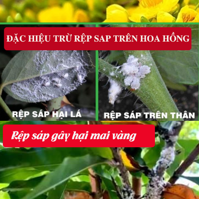 Quản lý Rệp Sáp trên cây Mai Vàng, Hoa Hồng và cây trồng khác Thợ săn ...