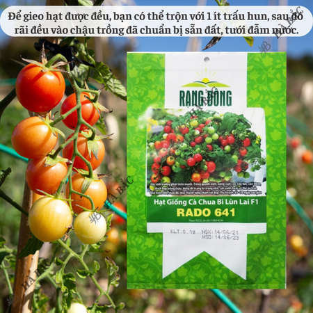 Hạt Giống Cà Chua Bi Lùn Lai F1 RADO 641 (Gói 0,1g~30 Hạt) Rạng Đông, Trồng Chậu, Quanh Năm, Dễ Chăm Sóc