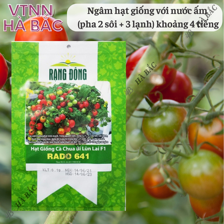 Hạt Giống Cà Chua Bi Lùn Lai F1 RADO 641 (Gói 0,1g~30 Hạt) Rạng Đông, Trồng Chậu, Quanh Năm, Dễ Chăm Sóc