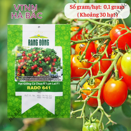 Hạt Giống Cà Chua Bi Lùn Lai F1 RADO 641 (Gói 0,1g~30 Hạt) Rạng Đông, Trồng Chậu, Quanh Năm, Dễ Chăm Sóc
