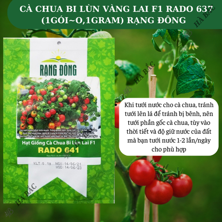 Hạt Giống Cà Chua Bi Lùn Lai F1 RADO 641 (Gói 0,1g~30 Hạt) Rạng Đông, Trồng Chậu, Quanh Năm, Dễ Chăm Sóc
