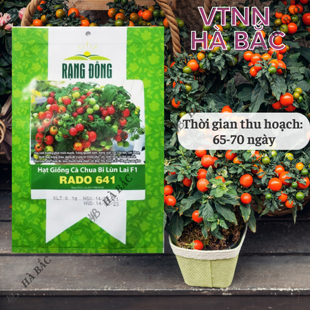 Hạt Giống Cà Chua Bi Lùn Lai F1 RADO 641 (Gói 0,1g~30 Hạt) Rạng Đông, Trồng Chậu, Quanh Năm, Dễ Chăm Sóc