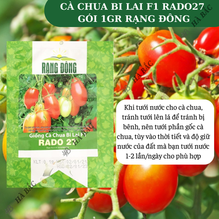 Hạt Giống Cà Chua Bi Lai F1 RADO 27 (Gói 0,1g~110 Hạt) Rạng Đông, Nảy Mầm Tốt, Dễ Chăm Sóc, Trồng Quanh Năm