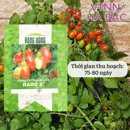 Hạt Giống Cà Chua Bi Lai F1 RADO 27 (Gói 0,1g~110 Hạt) Rạng Đông, Nảy Mầm Tốt, Dễ Chăm Sóc, Trồng Quanh Năm