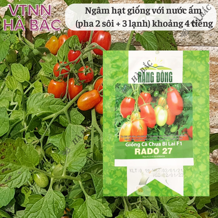 Hạt Giống Cà Chua Bi Lai F1 RADO 27 (Gói 0,1g~110 Hạt) Rạng Đông, Nảy Mầm Tốt, Dễ Chăm Sóc, Trồng Quanh Năm