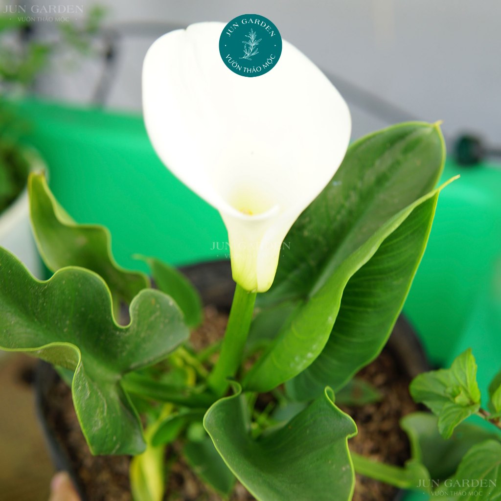 Cây Hoa Rum - Calla Lily Nhiệt Đới Dễ Trồng | Shopee Việt Nam