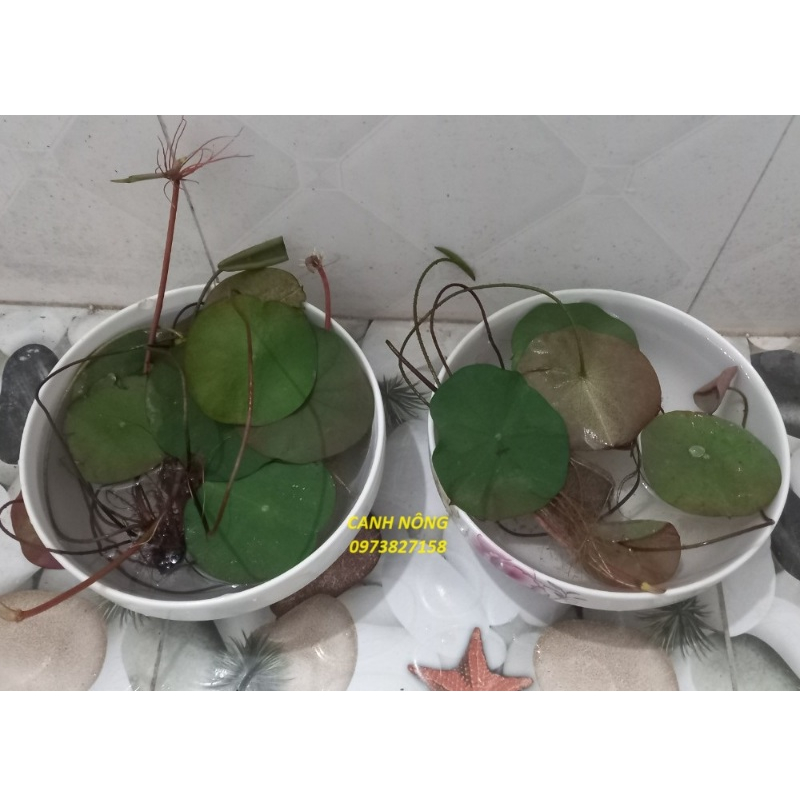 Củ sen Môi hồng xứ Quảng CAM KẾT NỞ HOA SỚM