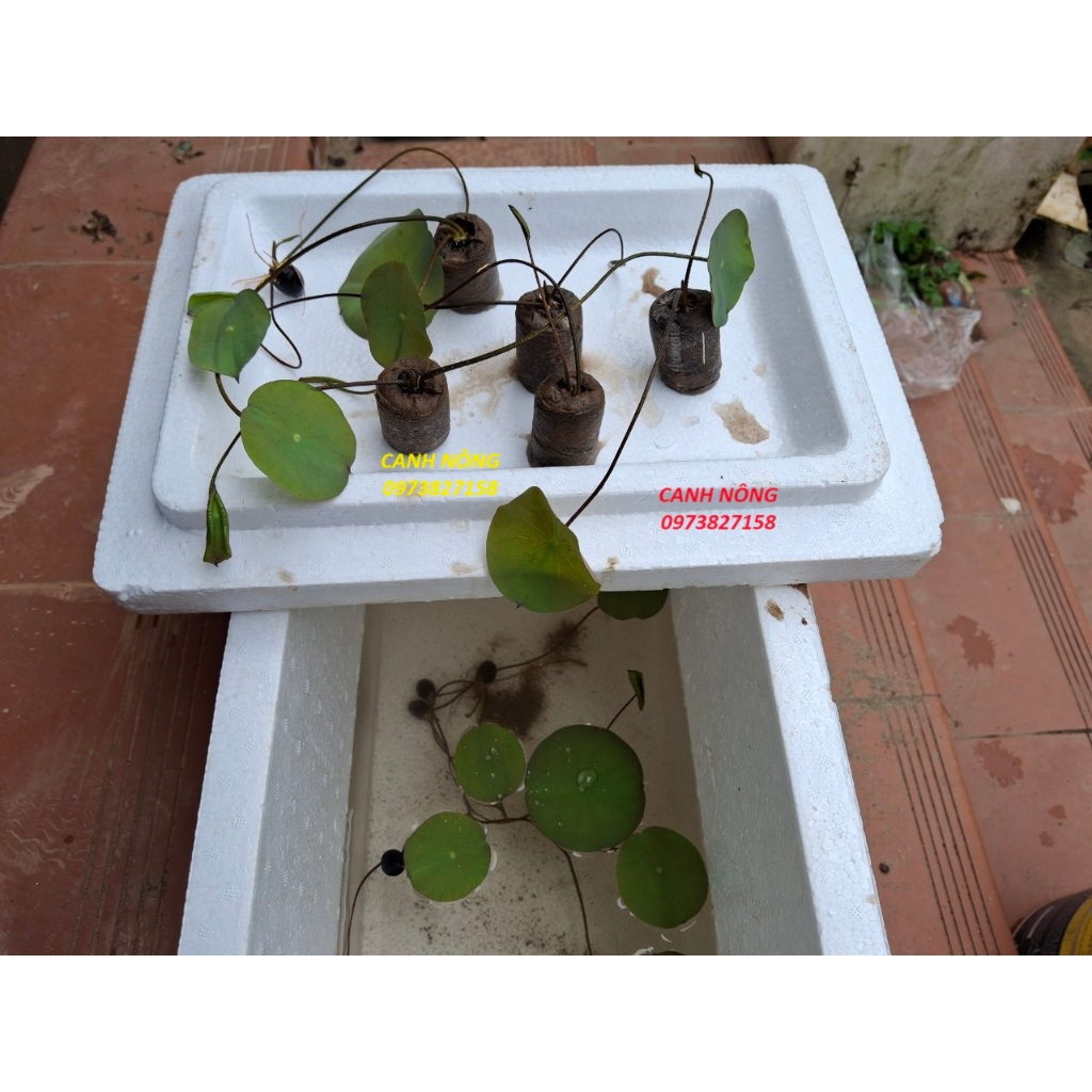 Củ Sen Thái_ Jiling RA HOA SỚM F1