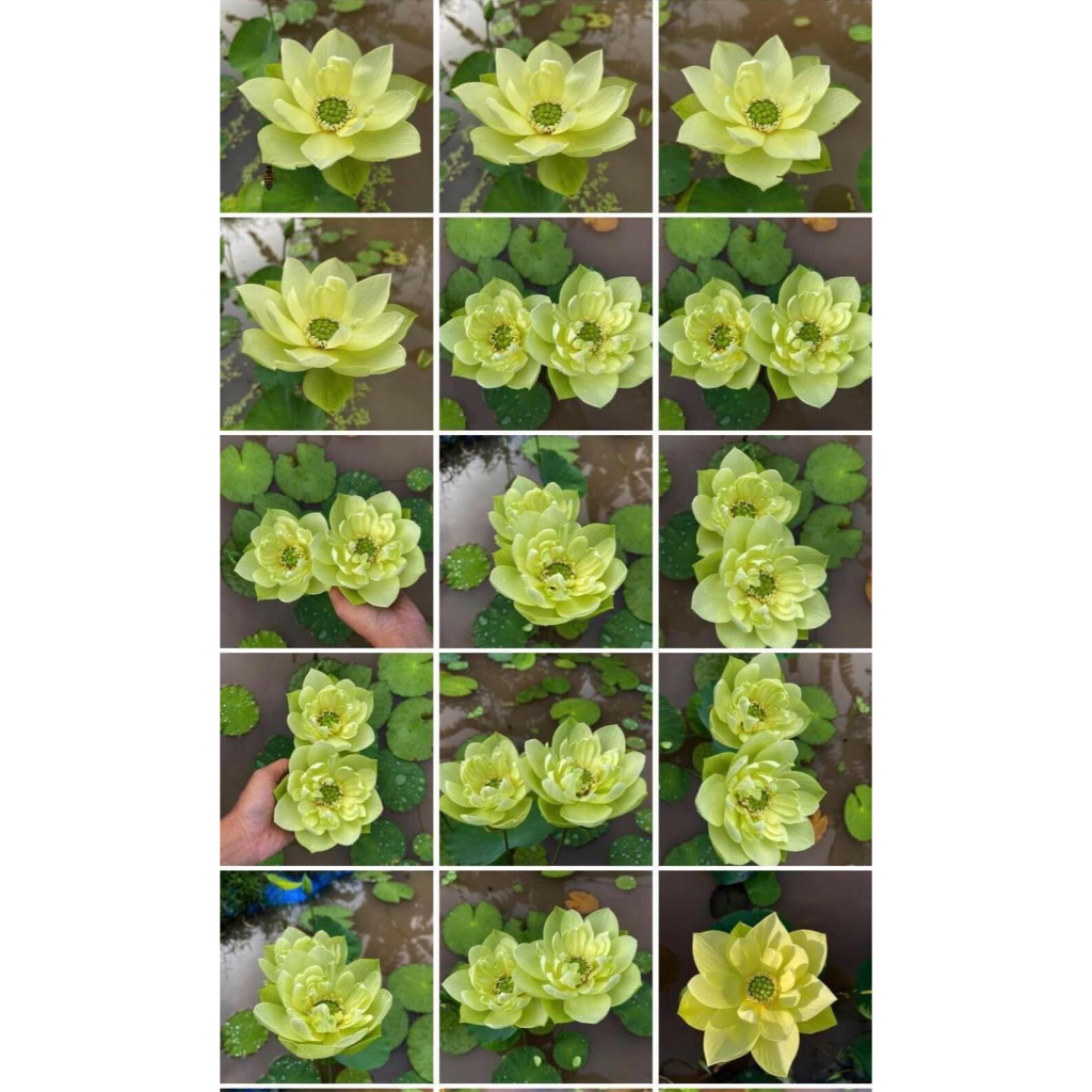 Củ Sen Thái_ Jiling RA HOA SỚM F1