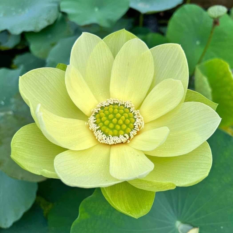 Củ Sen Thái_ Jiling RA HOA SỚM F1