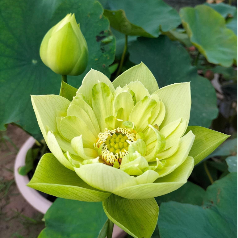 Củ Sen Thái_ Jiling RA HOA SỚM F1
