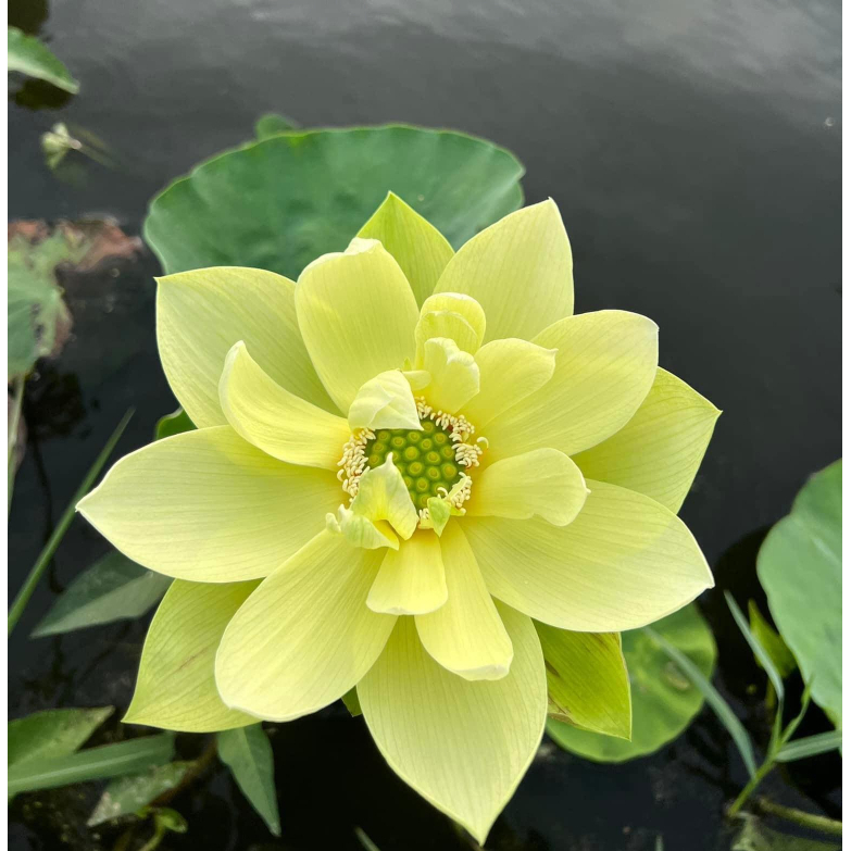 Củ Sen Thái_ Jiling RA HOA SỚM F1