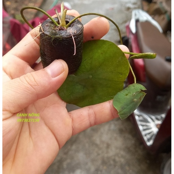 Củ Sen Thái_ Jiling RA HOA SỚM F1