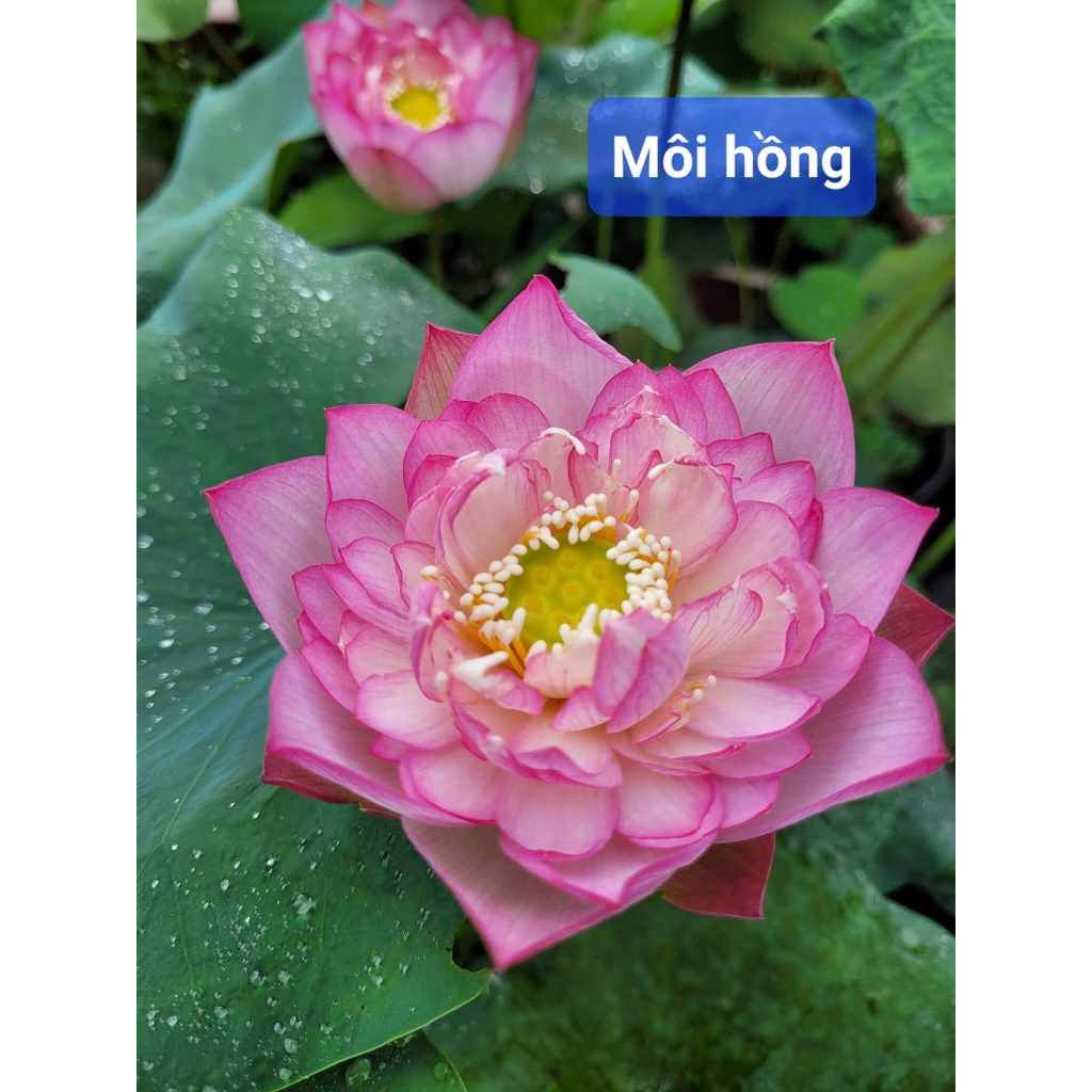 Củ sen Môi hồng xứ Quảng CAM KẾT NỞ HOA SỚM
